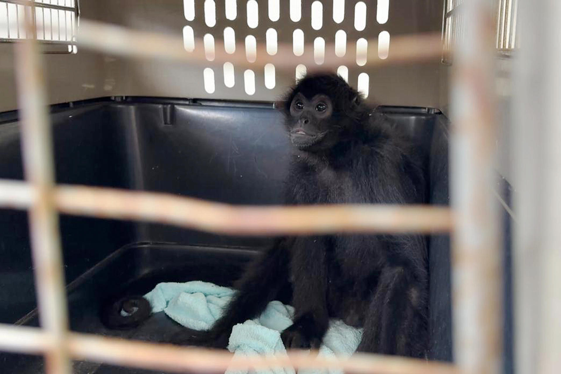 Un mono araña, especie en peligro crítico de extinción, fue entregado a las autoridades en condiciones que evidenciaron su tenencia ilegal como mascota. EFE/ Área Metropolitana del Valle de Aburrá.