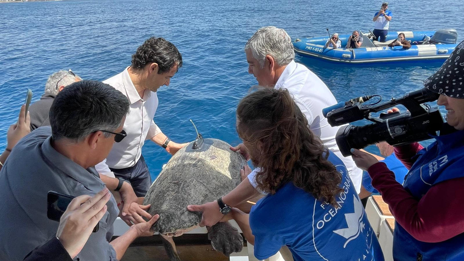 Nuca, la tortuga marina rescatada en febrero pasado tras quedar atrapada en el puerto de Torrevieja (Alicante), ha regresado este jueves al mar después de completar su proceso de recuperación en el ARCA del Mar del Oceanogràfic de Valèncià. La suelta se ha realizado desde una embarcación en aguas de Torrevieja, con la participación del alcalde, Eduardo Dolón; el concejal de Medio Ambiente y Playas, Antonio Vidal; el biólogo municipal, Juan Antonio Pujol; el presidente del Real Club Náutico Torrevieja (RCNT), Carlos Carmona, y el equipo veterinario de la Fundación Oceanogràfic, según un comunicado del consistorio. EFE/ Ayuntamiento De Torrevieja *****SOLO USO EDITORIAL/SOLO DISPONIBLE PARA ILUSTRAR LA NOTICIA QUE ACOMPAÑA (CRÉDITO OBLIGATORIO) *****