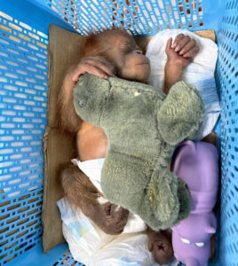 BANGKOK, 15/05/2025.- Una de las dos crías de orangután rescatadas después de que la Policía de Tailandia arrestara este jueves a un hombre por supuesto contrabando de dos crías de orangután, durante una entrega en una gasolinera en Bangkok, en un caso que estaría vinculado a una red internacional de tráfico de animales. EFE/ Departamento De Parques Nacionales Y Conservación De La Vida Silvestre De Tailandia **SOLO USO EDITORIAL/SOLO DISPONIBLE PARA ILUSTRAR LA NOTICIA QUE ACOMPAÑA (CRÉDITO OBLIGATORIO)***