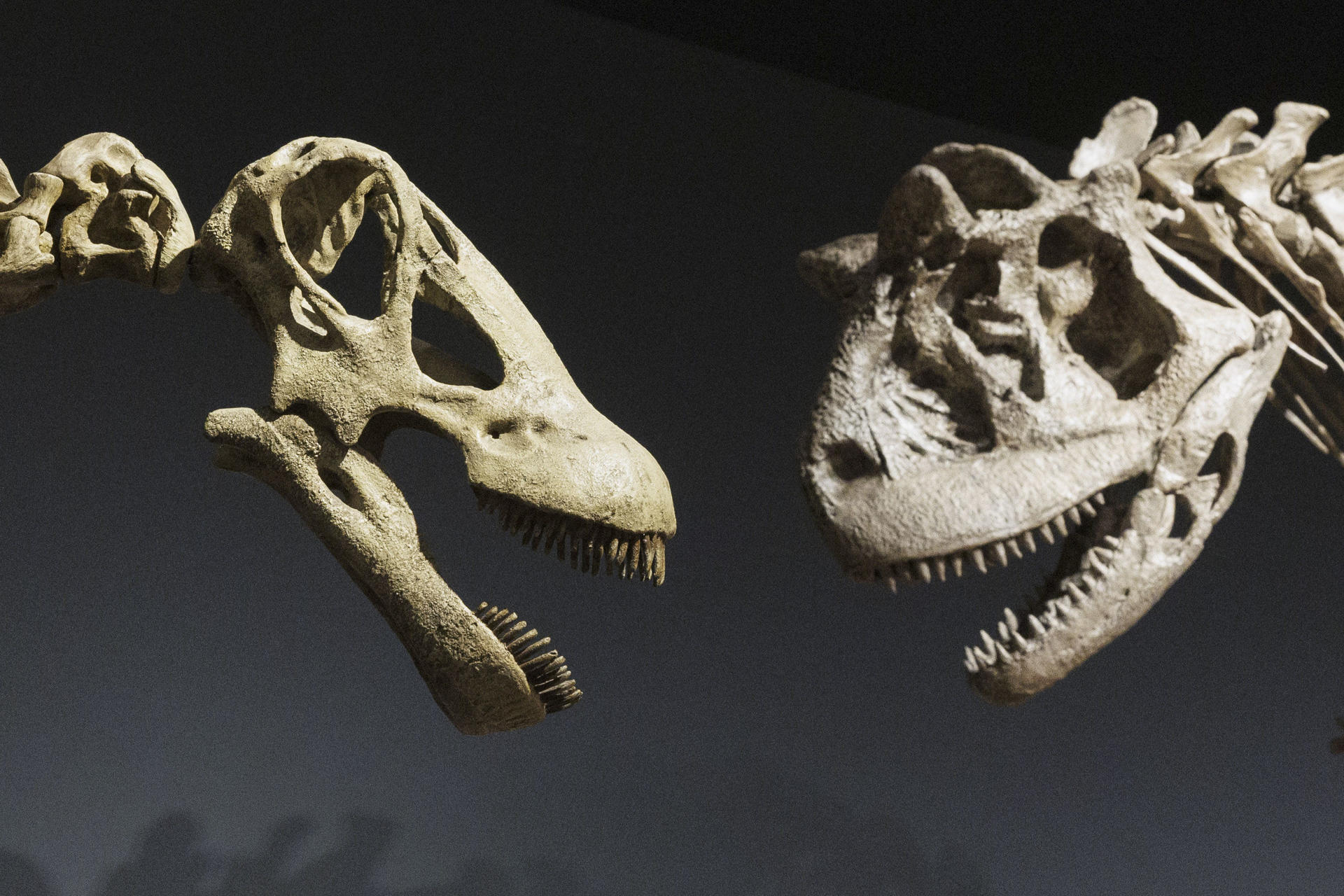 CaixaForum Zaragoza presenta la exposición Dinosaurios de la Patagonia, que incluye una réplica en silicona y resina del mayor dinosaurio conocido hasta el momento, el Patagotitan mayorum, de la familia de los titanosaurios y trece modelos de dinosaurios y varios fósiles reales que recorren los tres períodos de la era mesozoica: Triásico, Jurásico y Cretácico. . EFE/Javier Cebollada