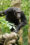 Hembra de chimpancé salvaje vocalizando en el bosque de Tai, Costa de Marfil . Crédito: © Liran Samuni, Taï Chimpanzee Project / SOLO USO EDITORIAL