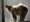 Imagen de archivo de un lobo europeo. EFE/Ferenc Fuezesi