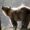 Imagen de archivo de un lobo europeo. EFE/Ferenc Fuezesi