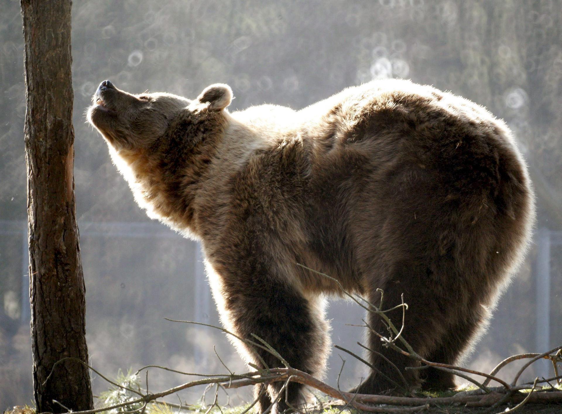 Imagen de archivo de un lobo europeo. EFE/Ferenc Fuezesi