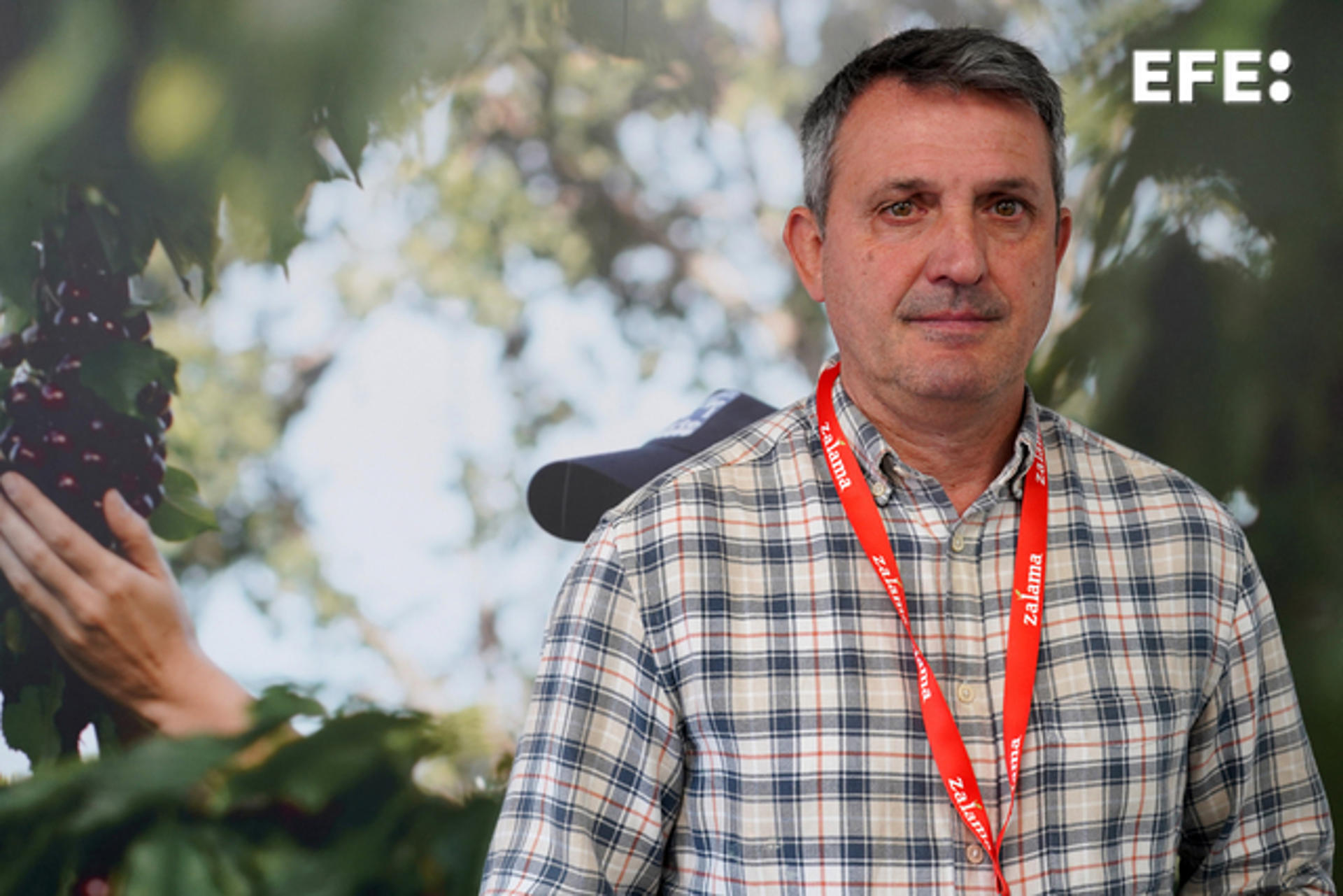 La campaña de la cereza del Valle del Jerte extremeño ha arrancado este año con retraso por las lluvias, pero con buenas previsiones de producción, a lo que se une un nuevo horizonte para los agricultores de la zona derivado del reciente acuerdo comercial firmado entre España y China que supone la apertura de este producto al país asiático. En una entrevista con Efe, José Antonio Tierno, presidente de la Agrupación de Cooperativas del Valle del Jerte y del Consejo Regulador de la Denominación de Origen 'Cereza del Jerte', ha valorado esta apertura como una "posibilidad ilusionante pero compleja, ya que es un escenario nuevo que se abre pero que no es fácil". EFE/Eduardo Palomo