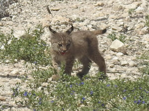 Dos cachorros de lince ibérico han nacido en libertad en una sierra al norte de Lorca, los primeros en la comunidad murciana desde que se iniciaron las sueltas del programa de reintroducción de la especie en 2023. Son hijos de Urtsu, una hembra liberada en febrero de 2024 con 7,6 kilos, procedente del centro de cría de Zarza de Granadilla (Cáceres), en el marco del programa europeo Life LynxConnect, que tiene como objetivo la recuperación y expansión de este felino en la península ibérica. EFE/Región de Murcia SÓLO USO EDITORIAL, PERMITIDO SU USO SÓLO EN RELACIÓN A LA INFORMACIÓN QUE APARECE EN EL PIE DE FOTO (CRÉDITO OBLIGATORIO)