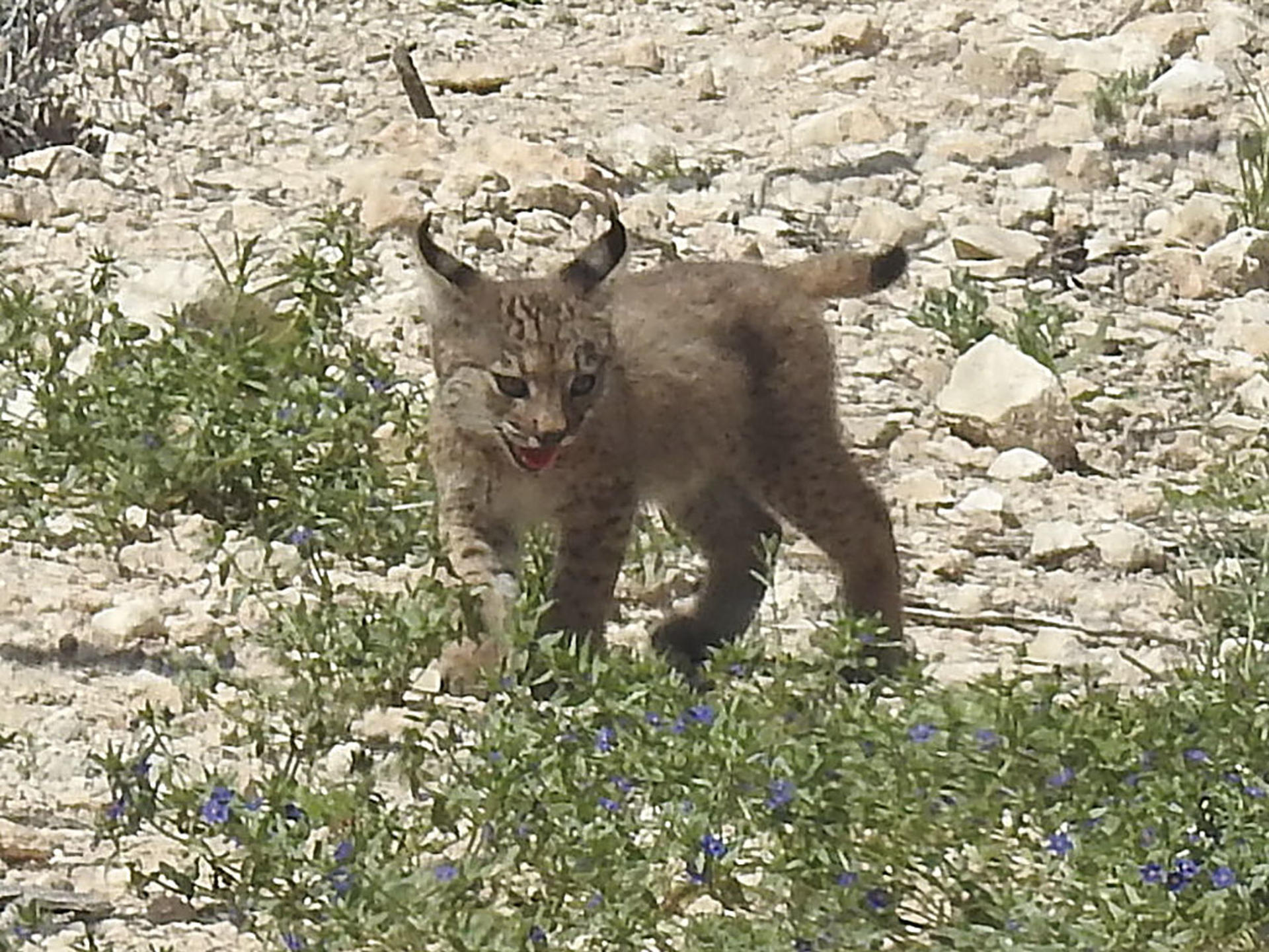 Dos cachorros de lince ibérico han nacido en libertad en una sierra al norte de Lorca, los primeros en la comunidad murciana desde que se iniciaron las sueltas del programa de reintroducción de la especie en 2023. Son hijos de Urtsu, una hembra liberada en febrero de 2024 con 7,6 kilos, procedente del centro de cría de Zarza de Granadilla (Cáceres), en el marco del programa europeo Life LynxConnect, que tiene como objetivo la recuperación y expansión de este felino en la península ibérica. EFE/Región de Murcia SÓLO USO EDITORIAL, PERMITIDO SU USO SÓLO EN RELACIÓN A LA INFORMACIÓN QUE APARECE EN EL PIE DE FOTO (CRÉDITO OBLIGATORIO)