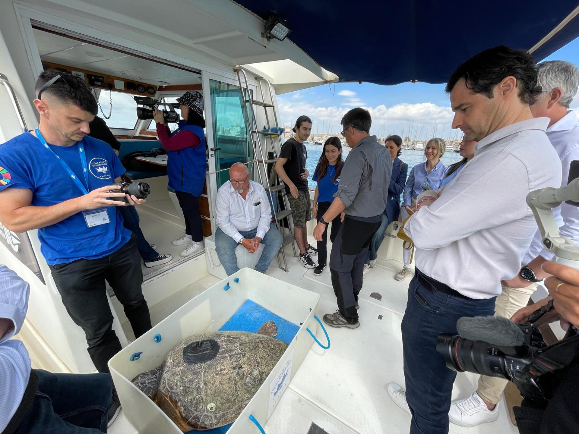 Nuca, la tortuga marina rescatada en febrero pasado tras quedar atrapada en el puerto de Torrevieja (Alicante), ha regresado este jueves al mar después de completar su proceso de recuperación en el ARCA del Mar del Oceanogràfic de Valèncià. La suelta se ha realizado desde una embarcación en aguas de Torrevieja, con la participación del alcalde, Eduardo Dolón; el concejal de Medio Ambiente y Playas, Antonio Vidal; el biólogo municipal, Juan Antonio Pujol; el presidente del Real Club Náutico Torrevieja (RCNT), Carlos Carmona, y el equipo veterinario de la Fundación Oceanogràfic, según un comunicado del consistorio. EFE/ Ayuntamiento De Torrevieja *****SOLO USO EDITORIAL/SOLO DISPONIBLE PARA ILUSTRAR LA NOTICIA QUE ACOMPAÑA (CRÉDITO OBLIGATORIO) *****