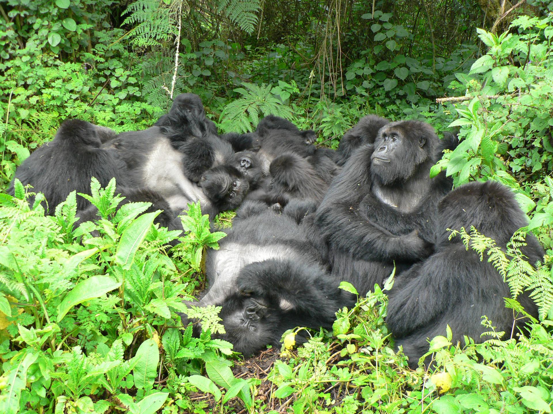 Una familia de gorilas de montaña en el Parque Nacional de los Volcanes, Ruanda. Descansar en contacto físico es un indicador de estrechas relaciones sociales y tolerancia en los gorilas. EFE/Crédito: Dian Fossey Gorilla Fund./SOLO USO EDITORIAL