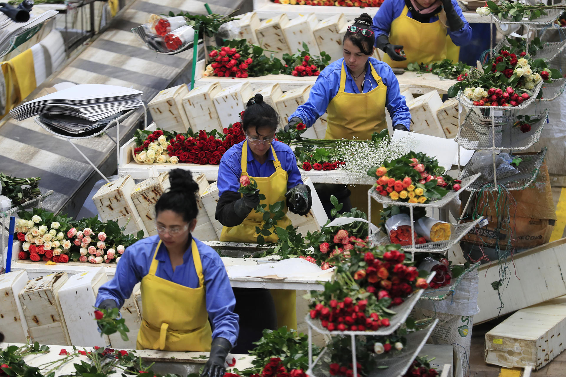 Varias mujeres trabajan en el empaque de rosas en la hacienda Mongibello en Chía, Cundinamarca (Colombia), en una fotografía de archivo. EFE/ Carlos Ortega