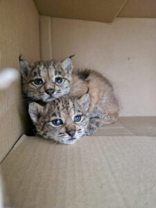 Técnicos del programa Life Lynx Connect de la Consejería de Desarrollo Sostenible de Castilla-La Mancha junto con agentes medioambientales han recuperado a dos cachorros de lince ibérico que habían quedado huérfanos en el núcleo de población estable de la especie en Sierra Morena Oriental. EFE/ Consejería de Desarrollo Sostenible del Gobierno de Castilla-la Mancha SOLO USO EDITORIAL/SOLO DISPONIBLE PARA ILUSTRAR LA NOTICIA QUE ACOMPAÑA (CRÉDITO OBLIGATORIO)