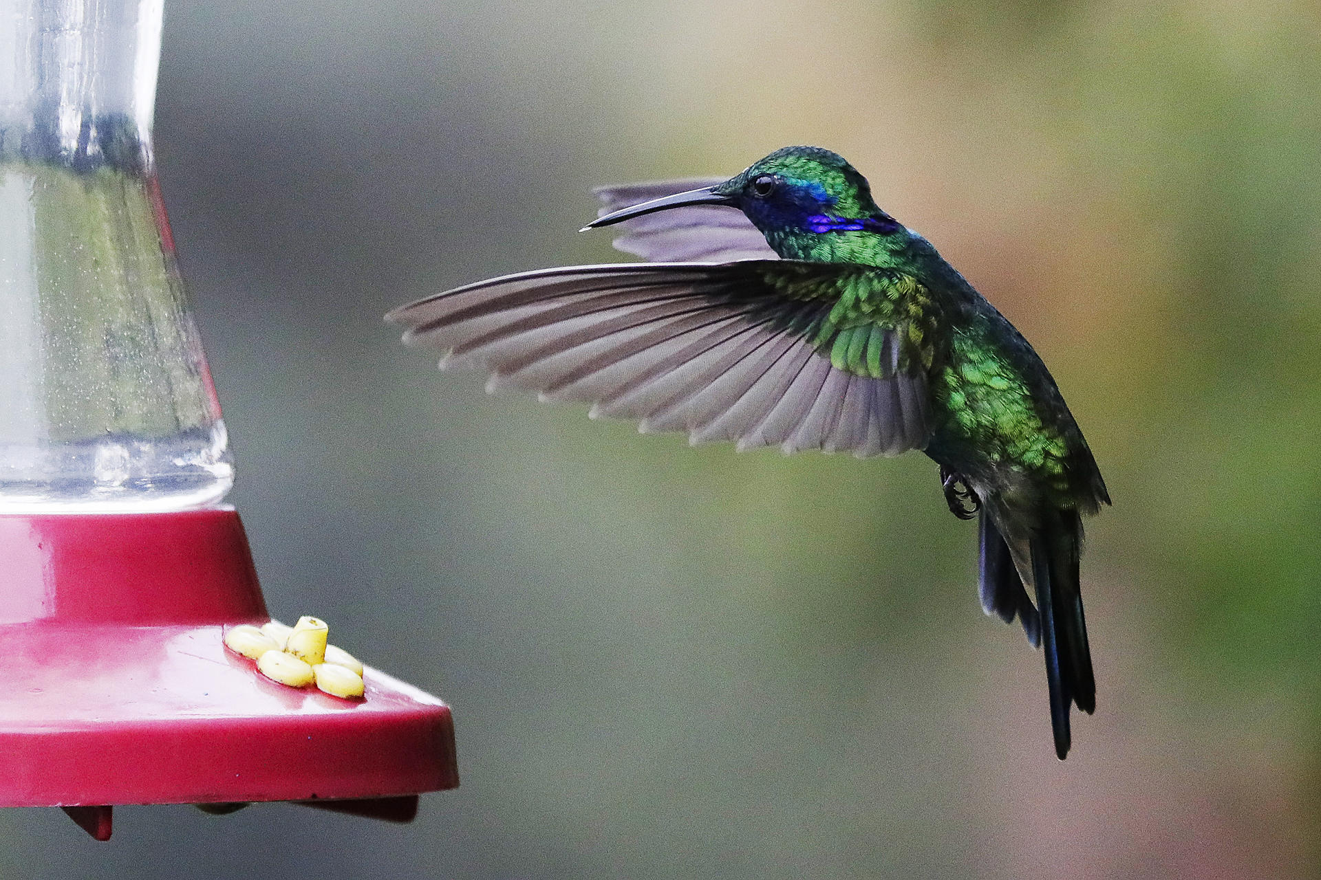 Fotografía del 17 de mayo de 2025 de un colibrí alimentándose en el sendero ecológico 'El Paramuno' en Bogotá (Colombia). EFE/ Carlos Ortega