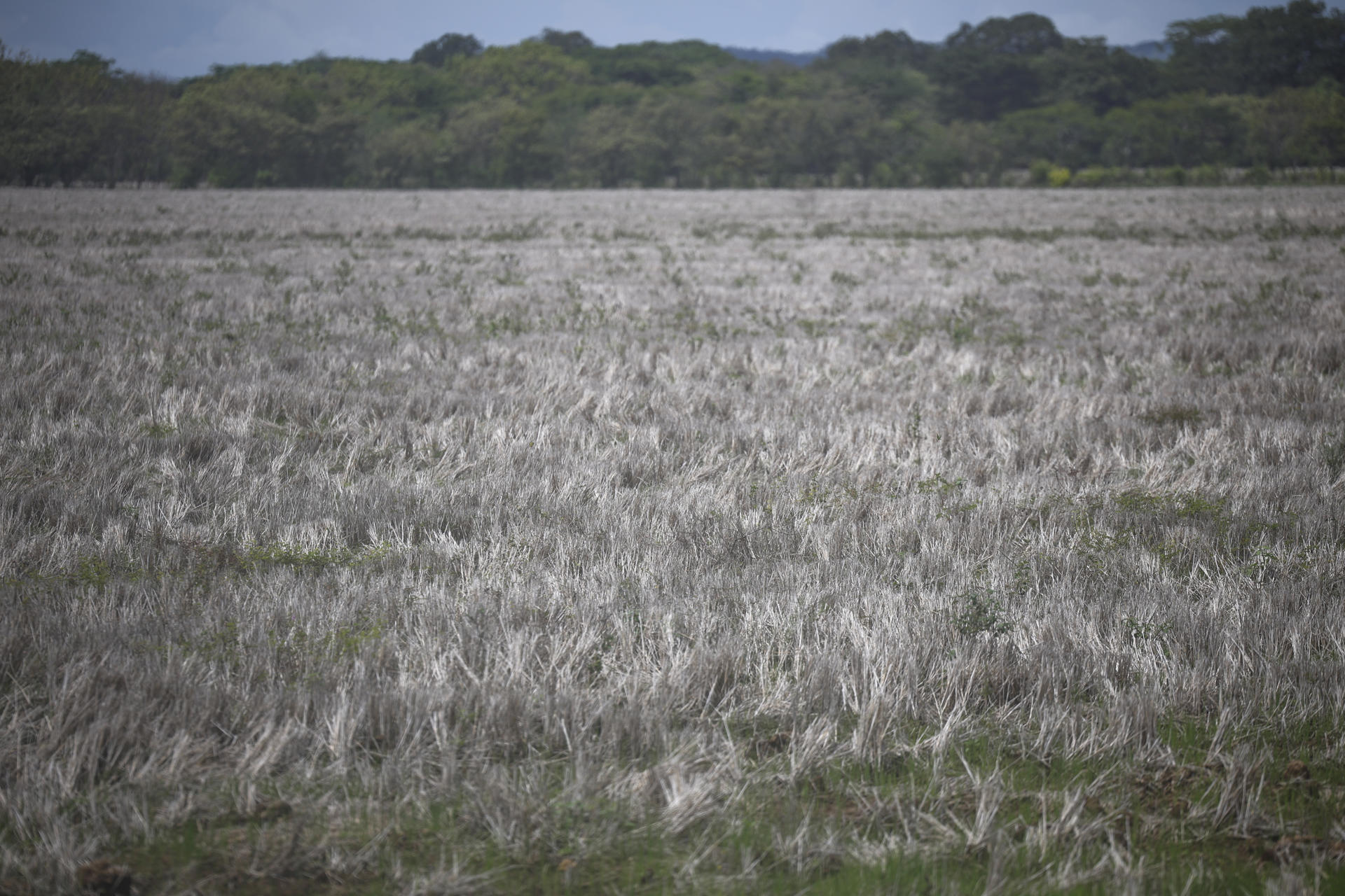 Fotografía de un campo seco por el verano en Penonomé (Panamá). EFE/ Bienvenido Velasco