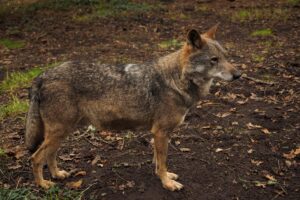 En la imagen de archivo, ejemplar macho de lobo ibérico en el parque de la naturaleza de Marcelle, en el municipio lucense de Outeiro de Rei. EFE/ Eliseo Trigo