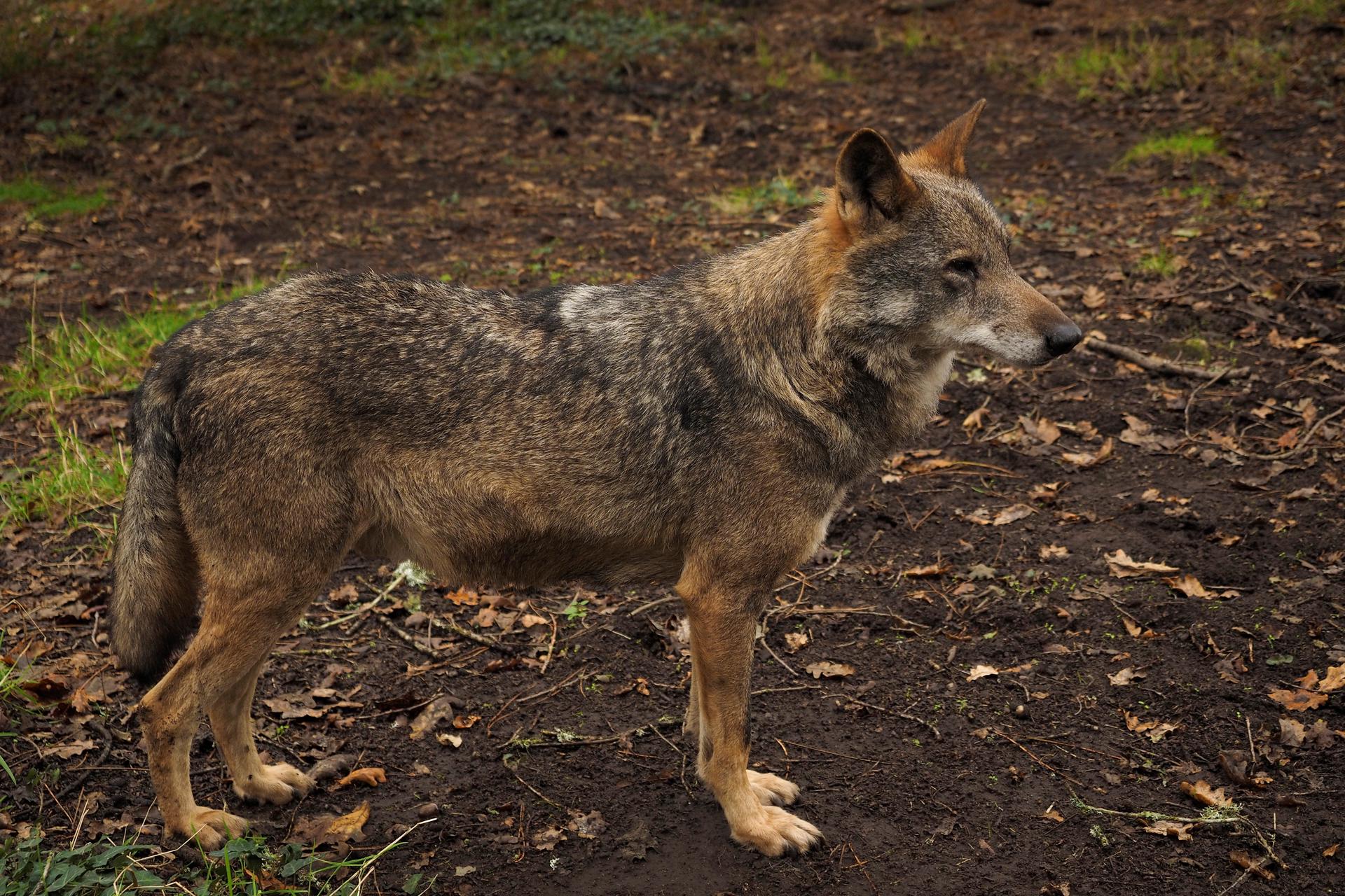 En la imagen de archivo, ejemplar macho de lobo ibérico en el parque de la naturaleza de Marcelle, en el municipio lucense de Outeiro de Rei. EFE/ Eliseo Trigo