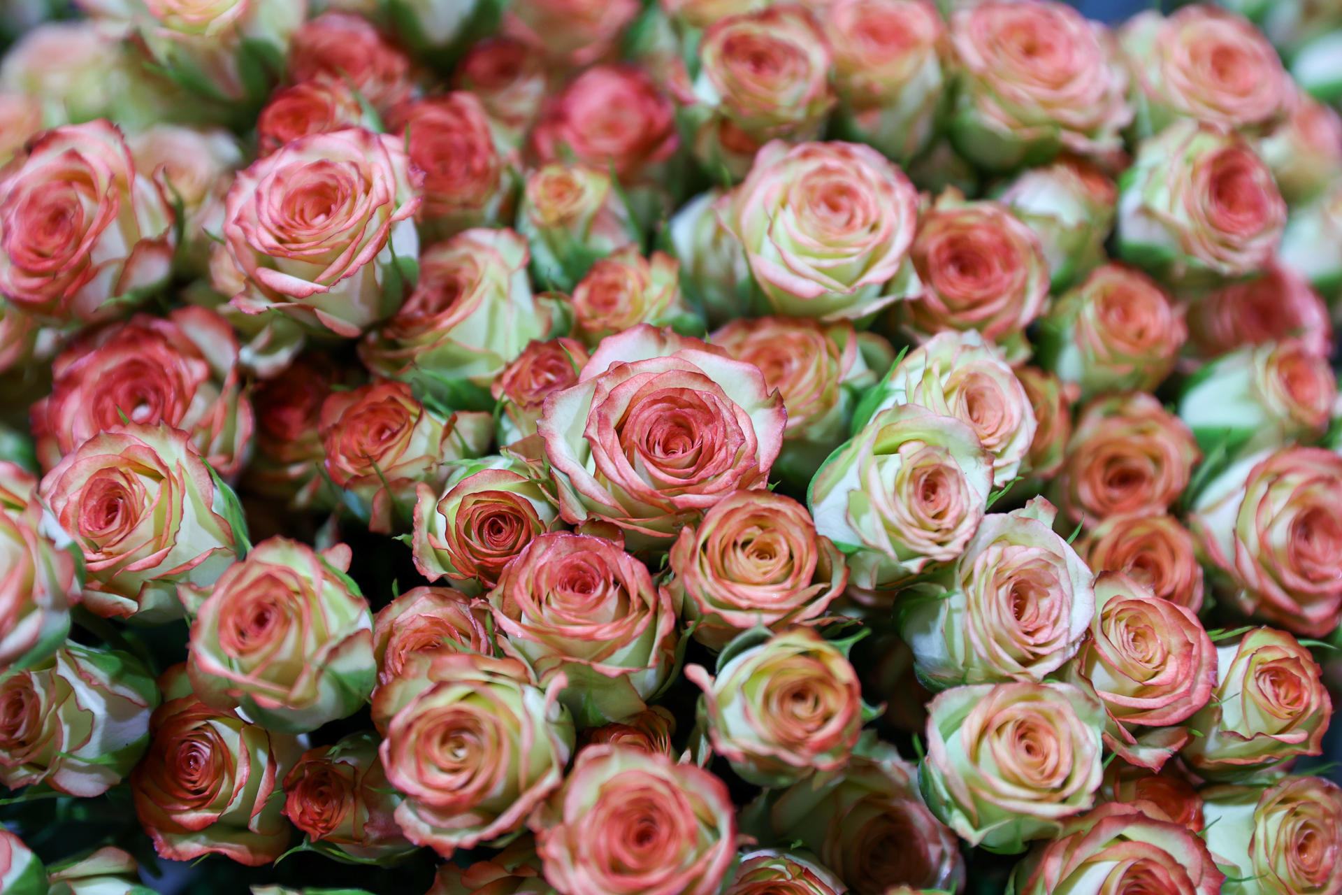 Fotografía de rosas en la florícola Esmeralda Farms, el 29 de abril de 2025 en el sector del Quinche (Ecuador). EFE/José Jácome