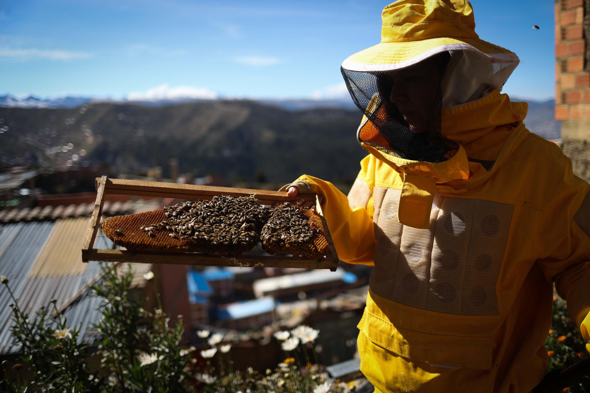 Fotografía del 9 de mayo de 2025 de una persona sosteniendo un enjambre de abejas en La Paz, (Bolivia). EFE/ Luis Gandarillas