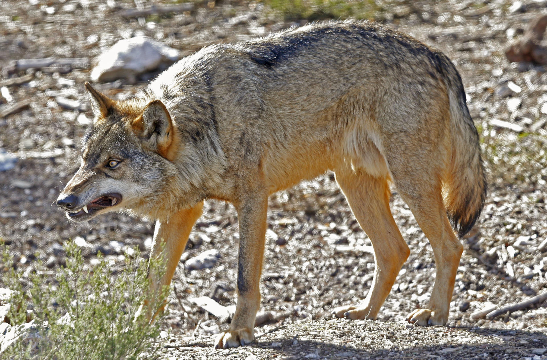 En la imagen de archivo, ejemplar de lobo ibérico en semilibertad en el Centro del Lobo Ibérico, en Robledo (Zamora). EFE/J.J. Guillén