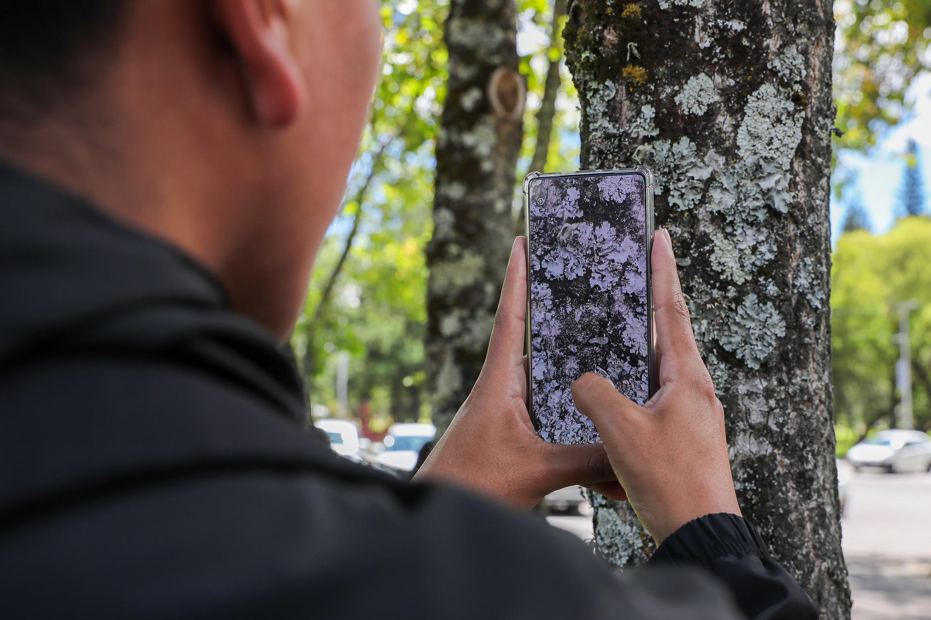 Una persona registra una planta en la plataforma digital iNaturalist este jueves, en Quito (Ecuador). EFE/ José Jácome