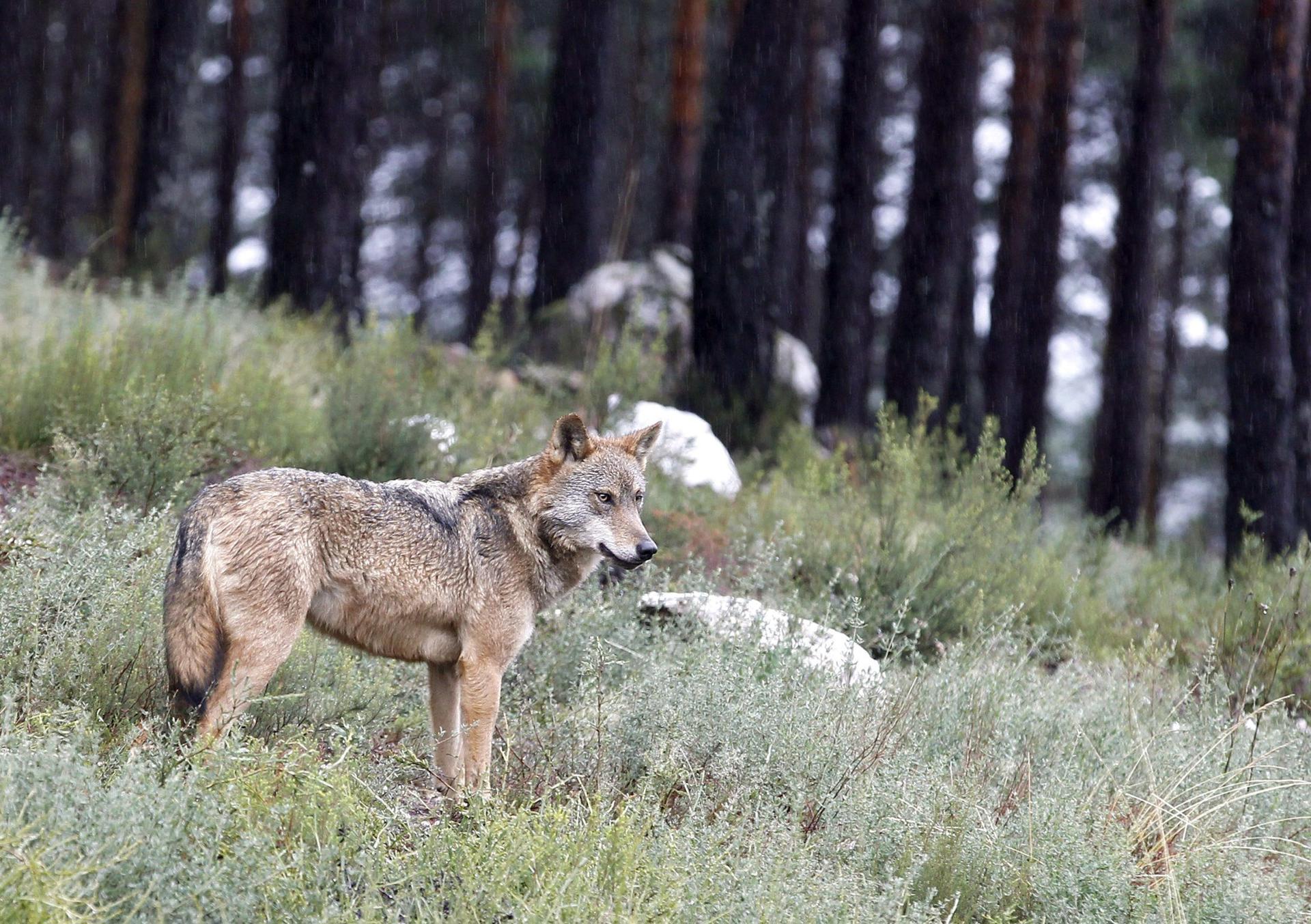 En la imagen de archivo, vista de un lobo, en Robledo, Zamora. EFE/Mariam A. Montesinos