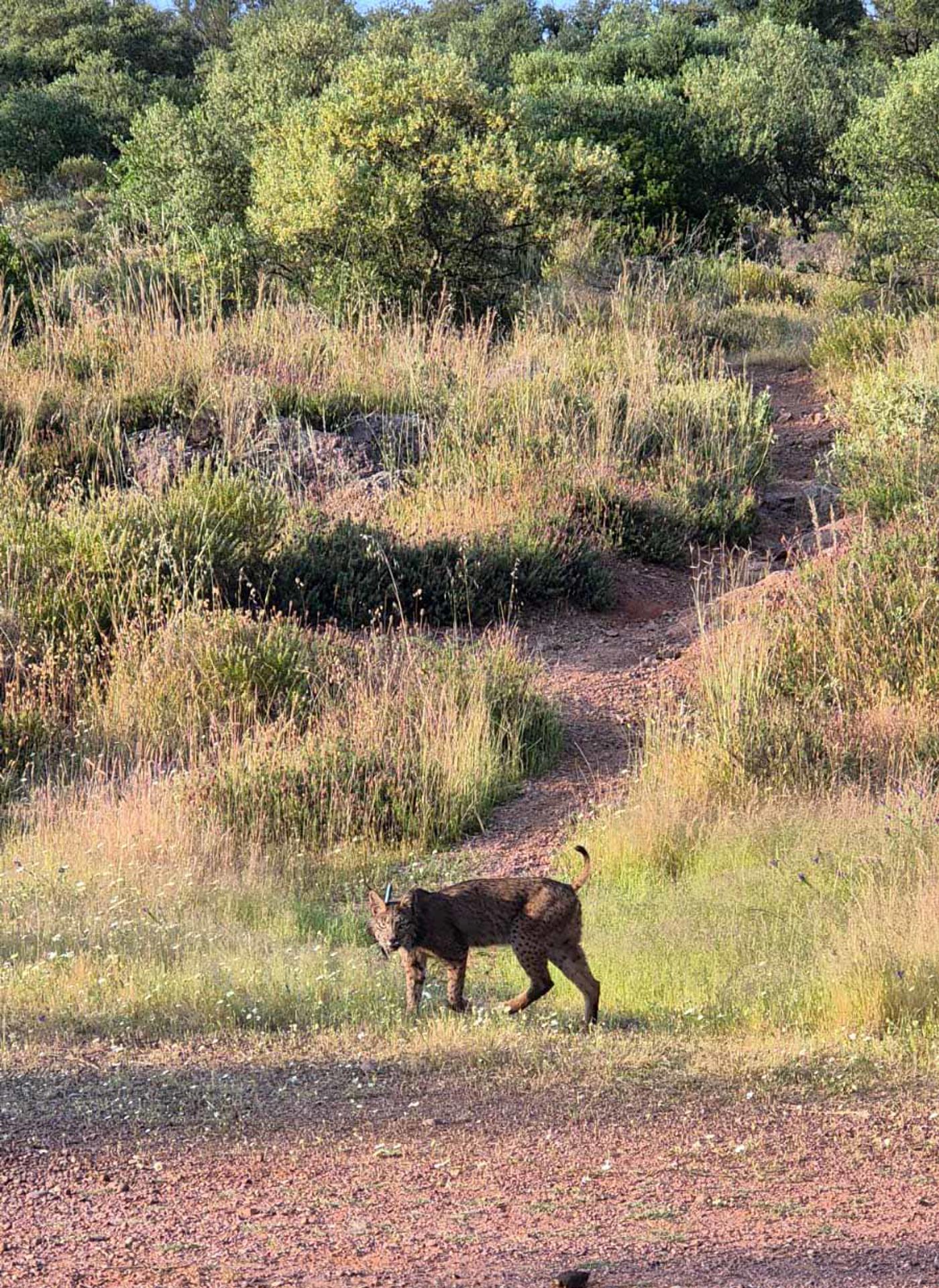 Imagen del lince ibérico que un vecino de Córdoba, Antonio Sáez Conde, se encontró el pasado sábado mientras estaba "haciendo senderismo" y fotografió y grabó con su móvil "porque es una imagen inusual" ver a estos ejemplares en peligro de extinción en un parque peirurbano a escasos kilómetros del casco urbano de la capital cordobesa y junto a las faldas de su sierra. Se trata de una "hembra" marcada con su correspondiente geolocalizador de nombre "Zambia", según han explicado del programa de recuperación del Lince en Andalucía. EFE/Antonio Sáez Conde//SOLO USO EDITORIAL/SOLO DISPONIBLE PARA ILUSTRAR LA NOTICIA QUE ACOMPAÑA (CRÉDITO OBLIGATORIO)//