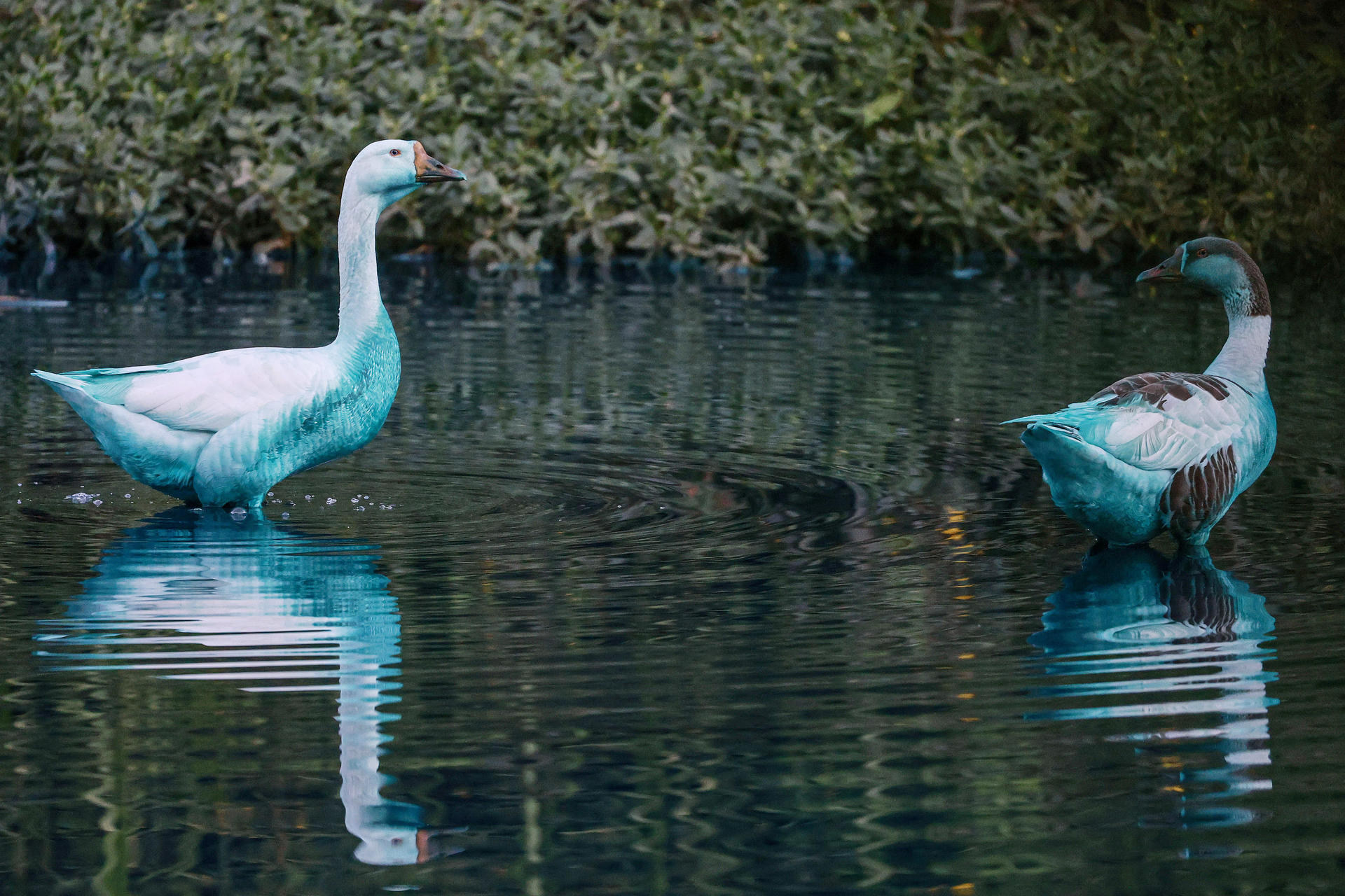 Dos patos manchados con pintura azul este miércoles, en el Lago de las Tulipas del Jardín Botánico en Jundiaí (Brasil). EFE/ Sebastiao Moreira