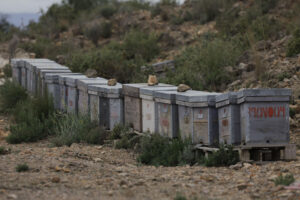 Colmenas de abejas en una imagen de archivo. EFE/ Kai Forsterling