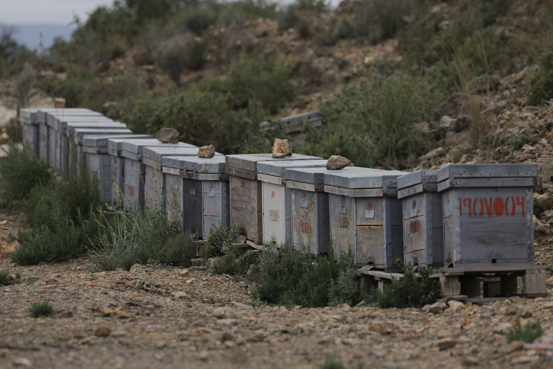 Colmenas de abejas en una imagen de archivo. EFE/ Kai Forsterling
