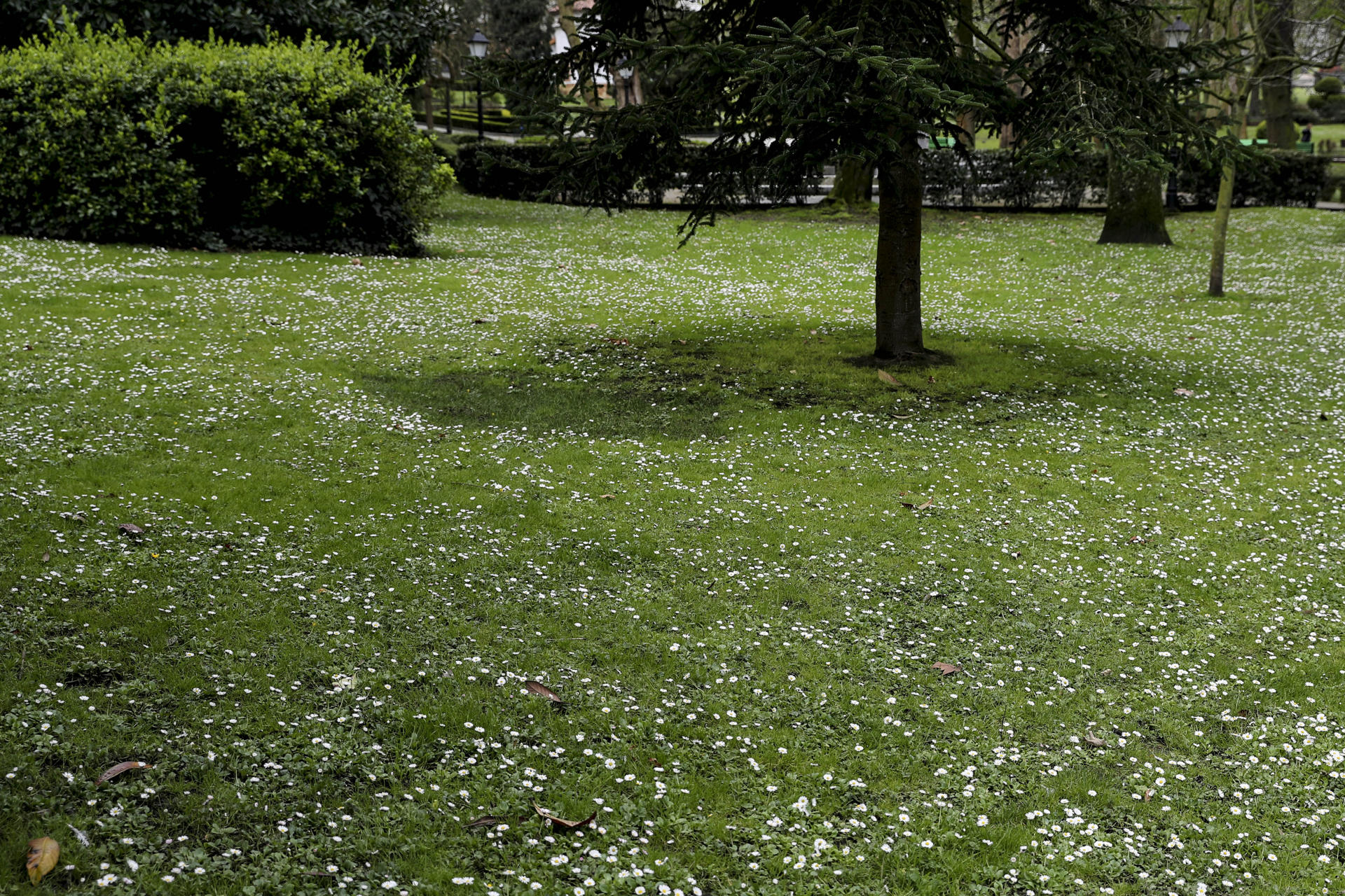 Vista este miércoles del Campo de San Francisco, en el centro de Oviedo. EFE/J.L.Cereijido