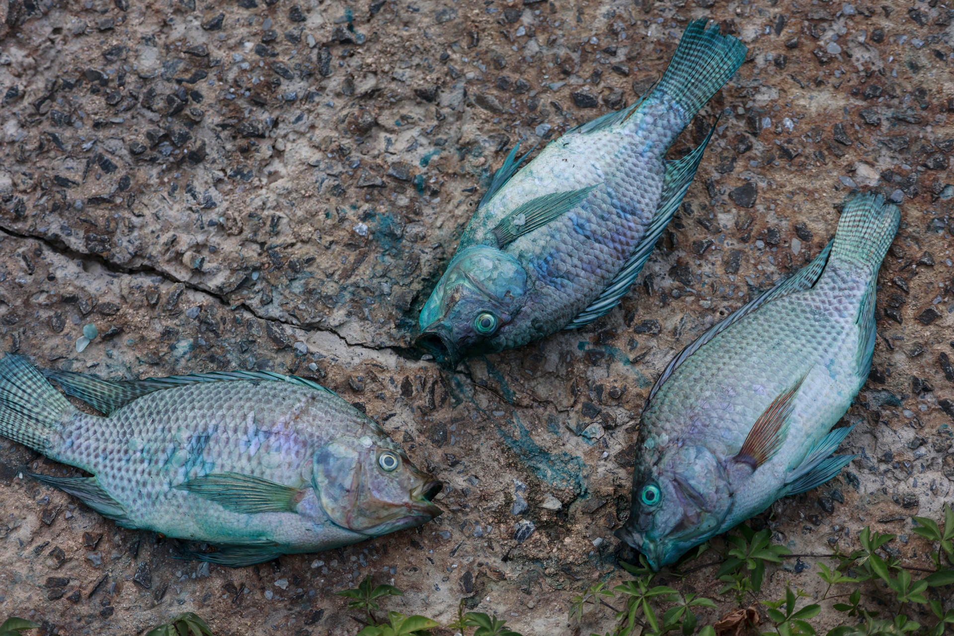 Fotografía de tres peces muertos y manchados con pintura azul este miércoles, en el Lago de las Tulipas del Jardín Botánico en Jundiaí (Brasil). EFE/ Sebastiao Moreira