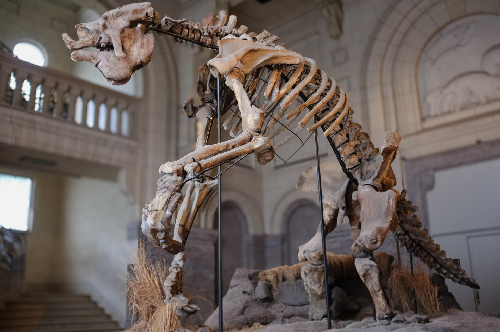 Esqueleto de Megatherium americanum del Museo Argentino de Ciencias Naturales Bernardino Rivadavia, Buenos Aires, Argentina. Crédito: Alberto Boscaini