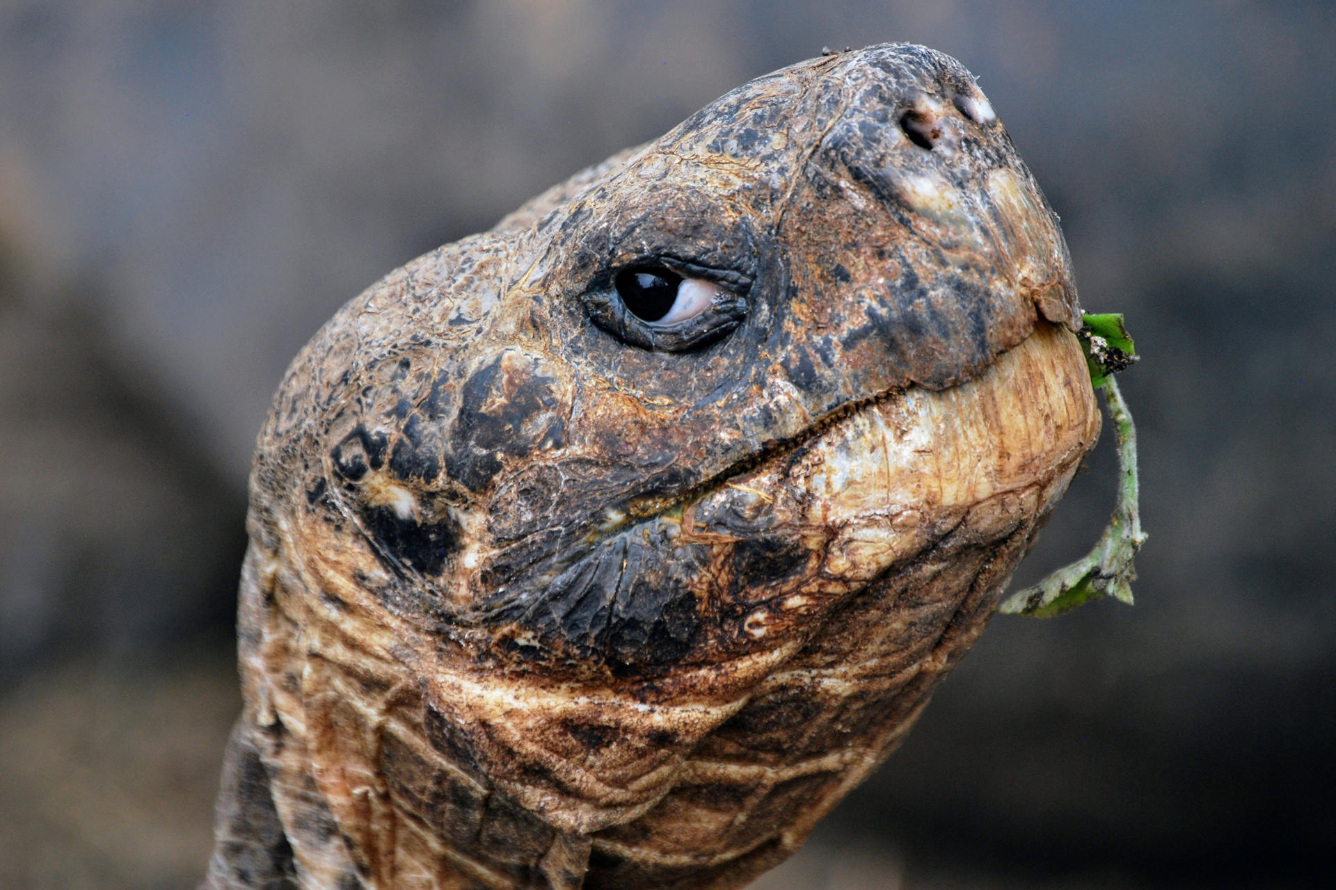 Fotografía de 17 de diciembre de 2024 que muestra un ejemplar adulto de tortuga gigante de Galápagos en el Centro de Crianza de Tortugas Gigantes Arnaldo Tupiza Chamaidan, en la isla de Isabela, la más grande del archipiélago ecuatoriano de las Islas Galápagos (Ecuador). EFE/ Fernando Gimeno