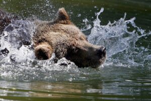 En la imagen de archivo, un oso pardo de refresca en el parque de Langenberg in Langnau am Albis, en Suiza. EFE/Alessandro Della Bella