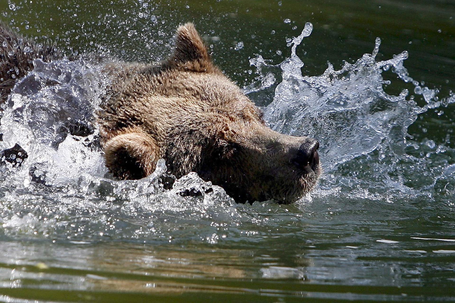 En la imagen de archivo, un oso pardo de refresca en el parque de Langenberg in Langnau am Albis, en Suiza. EFE/Alessandro Della Bella