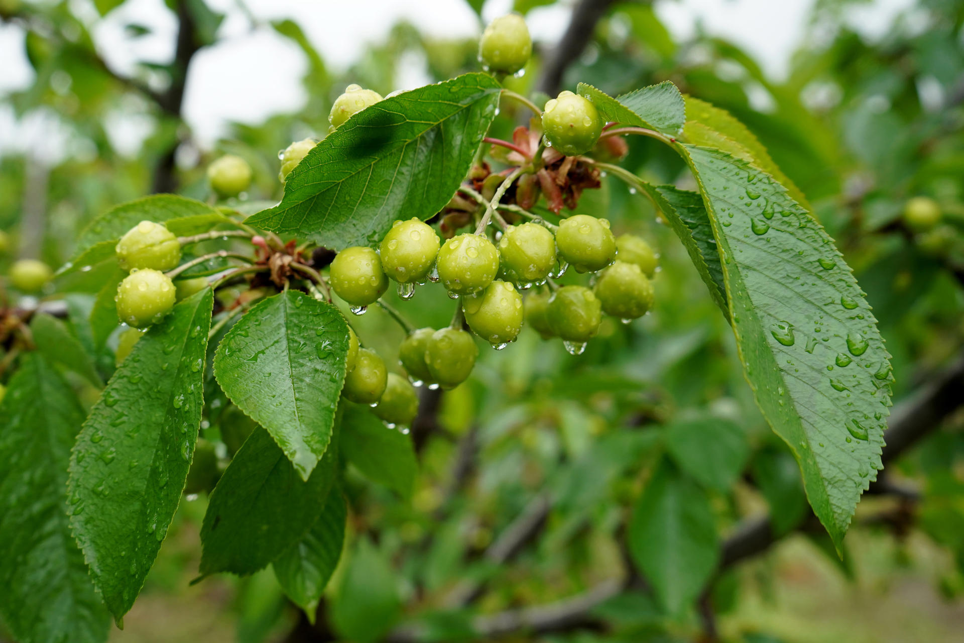 La campaña de la cereza del Valle del Jerte extremeño ha arrancado este año con retraso por las lluvias, pero con buenas previsiones de producción, a lo que se une un nuevo horizonte para los agricultores de la zona derivado del reciente acuerdo comercial firmado entre España y China que supone la apertura de este producto al país asiático. En una entrevista con Efe, José Antonio Tierno, presidente de la Agrupación de Cooperativas del Valle del Jerte y del Consejo Regulador de la Denominación de Origen 'Cereza del Jerte', ha valorado esta apertura como una "posibilidad ilusionante pero compleja, ya que es un escenario nuevo que se abre pero que no es fácil". EFE/Eduardo Palomo