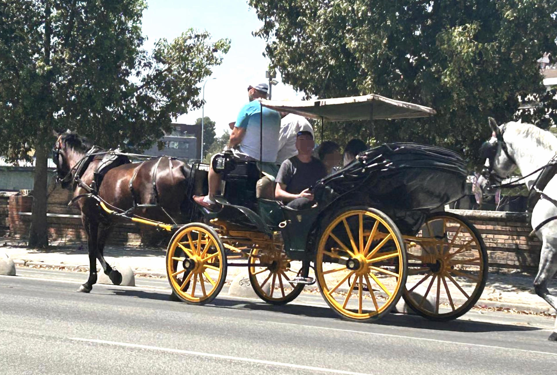 Un coche de caballos cargado con varias personas realiza un paseo por Sevilla. El Partido Animalista y con el Medio Ambiente (Pacma) ha denunciado la "sobrecarga" detectada en coches de caballos que realizan paseos turísticos en Sevilla, precisamente en una semana en la que se rozan los 40 grados en la capital andaluza.EFE/Pacma//SOLO USO EDITORIAL/SOLO DISPONIBLE PARA ILUSTRAR LA NOTICIA QUE ACOMPAÑA (CRÉDITO OBLIGATORIO)//