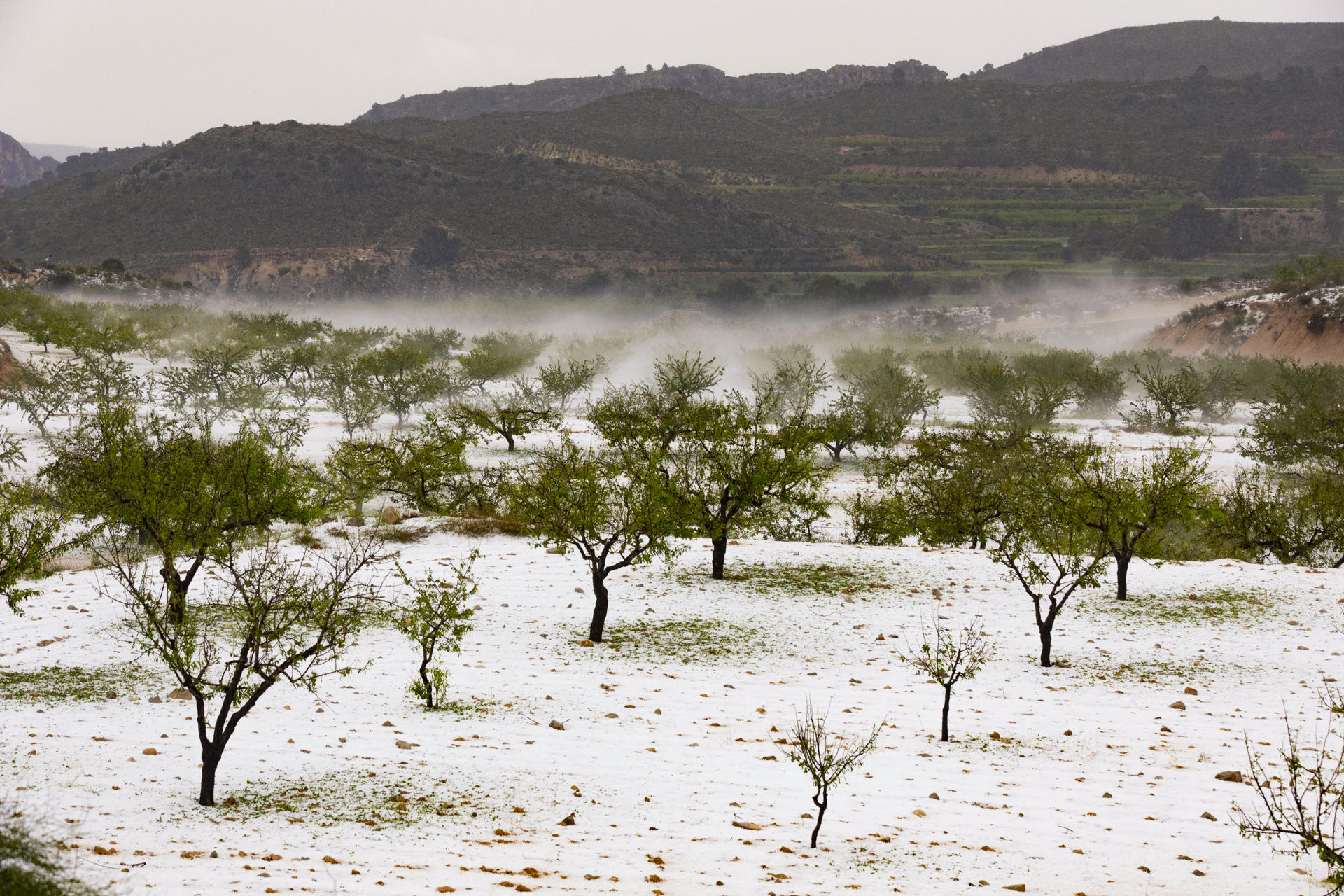 Vista de una finca de almendros de Mula, cubierta de granizo, tras la tormenta de granizado que ha caído en los municipios de Mula, Bullas, Calasparra y Cehegín. La autovía del noroeste se ha cortado un tiempo un carril por sentido hasta que el granizo acumulado ha sido retirado con quitanieves autonómicos. EFE/Marcial Guillén