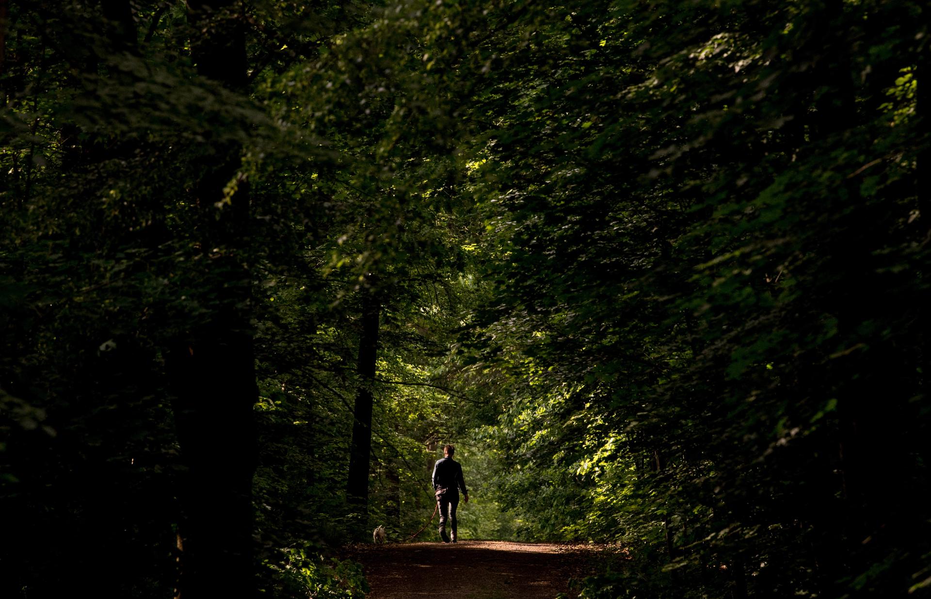 En la imagen de archivo, una mujer camina con su perro en un momento soleado en el bosque Heide de Dresde (Alemania). EFE/Filip Singer