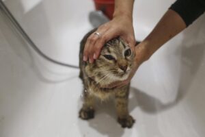 En la imagen de achivo, un gato es bañado en Kuala Lumpur (Malasia). EFE/Fazry Ismail