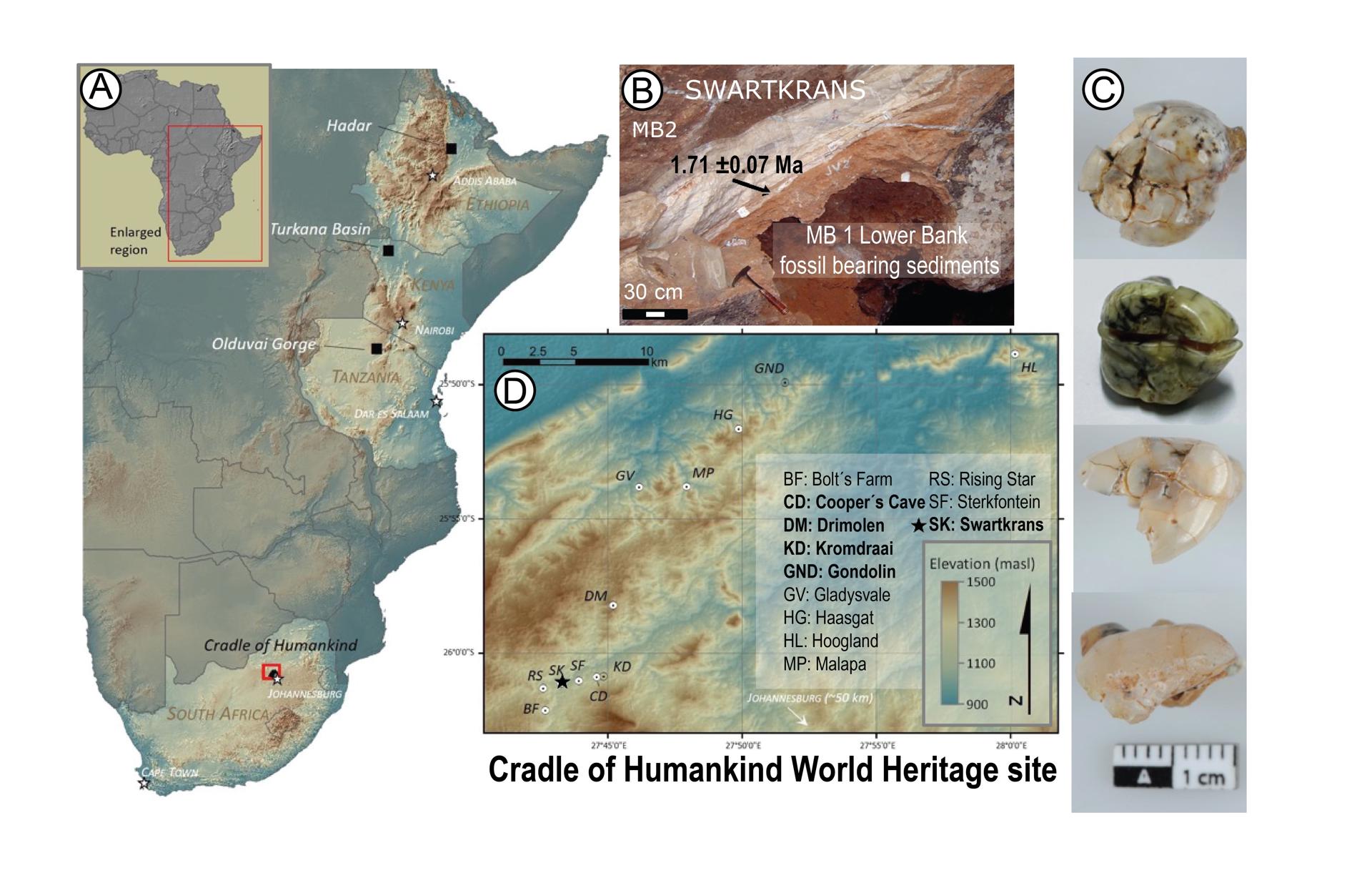 Ubicación y estructura de la cueva del yacimiento de Swartkrans, Sudáfrica, y vista oclusal de los dientes de Paranthropus analizados, de arriba a abajo: SK 830, un P4 izquierdo; SK 835, un M3 izquierdo; SK 850, un P3 derecho; SK 14132. Crédito: Dra. Robyn Pickering.