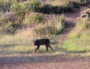 Imagen del lince ibérico que un vecino de Córdoba, Antonio Sáez Conde, se encontró el pasado sábado mientras estaba "haciendo senderismo" y fotografió y grabó con su móvil "porque es una imagen inusual" ver a estos ejemplares en peligro de extinción en un parque peirurbano a escasos kilómetros del casco urbano de la capital cordobesa y junto a las faldas de su sierra. Se trata de una "hembra" marcada con su correspondiente geolocalizador de nombre "Zambia", según han explicado del programa de recuperación del Lince en Andalucía. EFE/Antonio Sáez Conde//SOLO USO EDITORIAL/SOLO DISPONIBLE PARA ILUSTRAR LA NOTICIA QUE ACOMPAÑA (CRÉDITO OBLIGATORIO)//