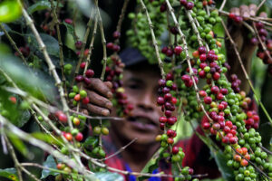 Fotografía del 10 de marzo de 2025 de un hombre recolectando café en la aldea Florida, en el municipio de Márcala (Honduras). EFE/ Gustavo Amador