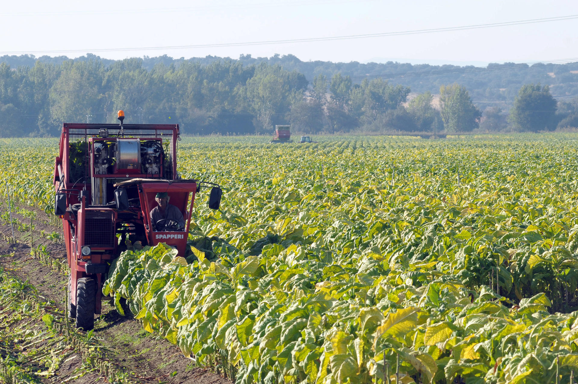 Trabajos de recogida de hojas de tabaco en campos de cultivo de Talayuela (Cáceres). EFE/Jero Morales