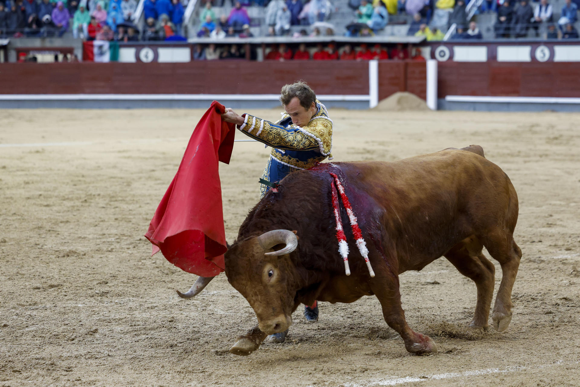 El diestro Román Collado lidia un toro este miércoles, durante el quinto festejo de la Feria de San Isidro 2025 celebrada en la plaza de toros de Las Ventas, en Madrid. EFE/ Juanjo Martín