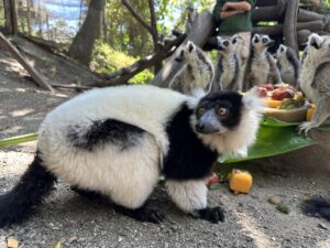 Buba, el único ejemplar de lémur rufo blanco y negro (Varecia variegata) que habita en el parque zoológico Selwo Aventura, en Estepona (Málaga). EFE/Selwo Aventura//SOLO USO EDITORIAL/SOLO DISPONIBLE PARA ILUSTRAR LA NOTICIA QUE ACOMPAÑA (CRÉDITO OBLIGATORIO)//