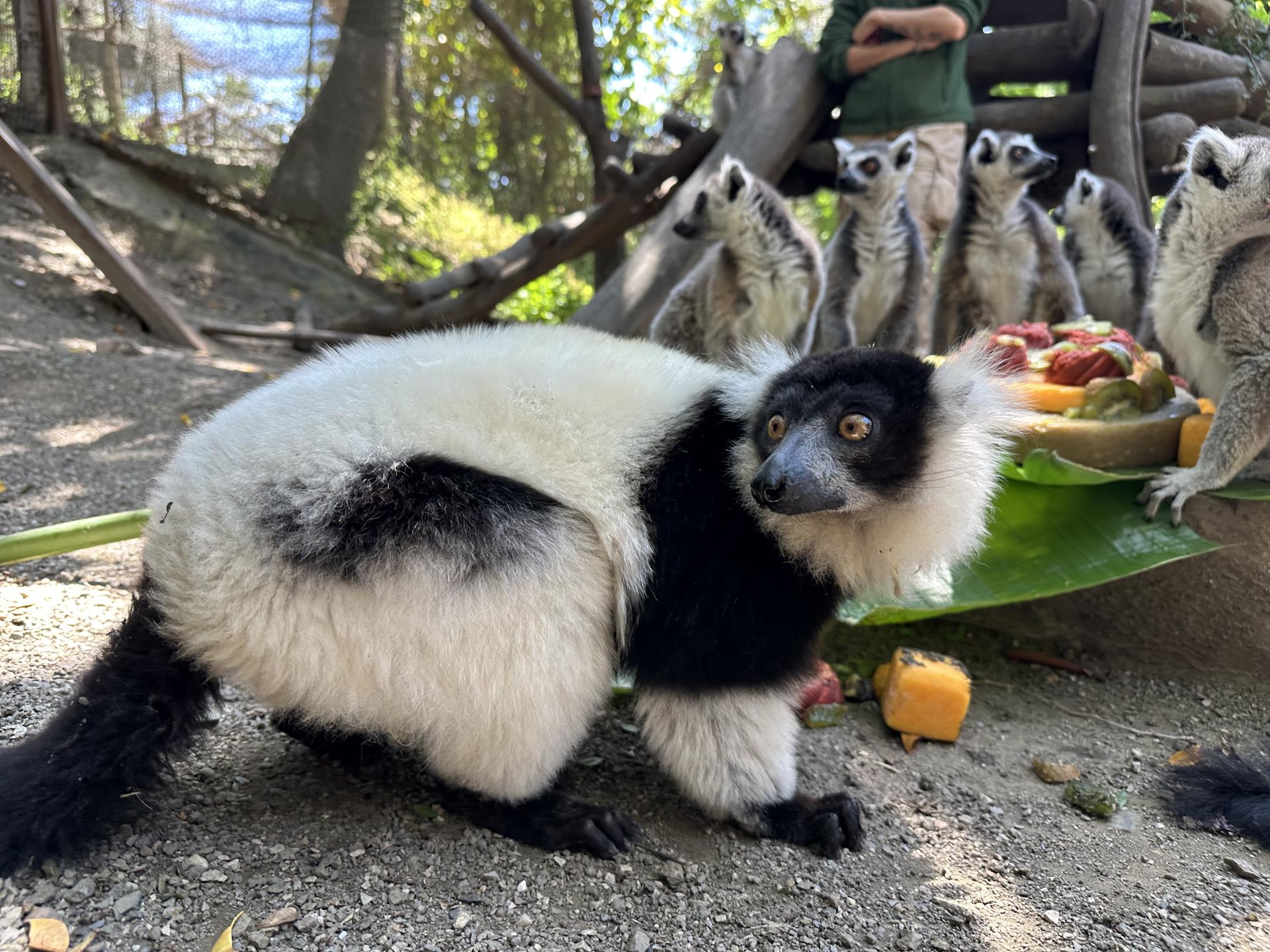 Buba, el único ejemplar de lémur rufo blanco y negro (Varecia variegata) que habita en el parque zoológico Selwo Aventura, en Estepona (Málaga). EFE/Selwo Aventura//SOLO USO EDITORIAL/SOLO DISPONIBLE PARA ILUSTRAR LA NOTICIA QUE ACOMPAÑA (CRÉDITO OBLIGATORIO)//