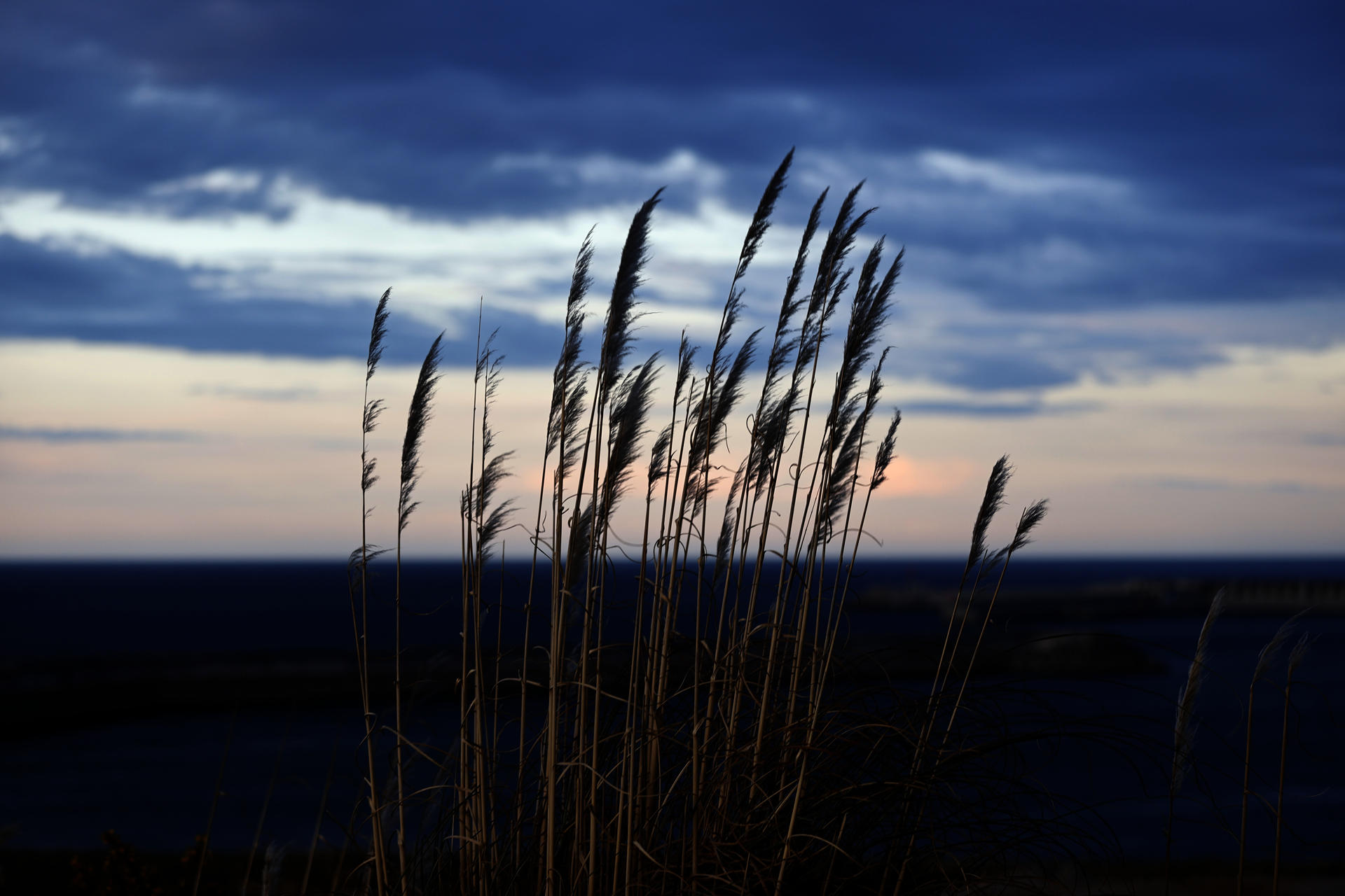 Un ejemplar de la planta conocida como "plumero de la Pampa" ("Cortaderia selloana"), incluída en el Catálogo Español de Especies Exóticas Invasoras, es mecida por el viento en A Coruña, en una imagen de archivo. EFE/Cabalar