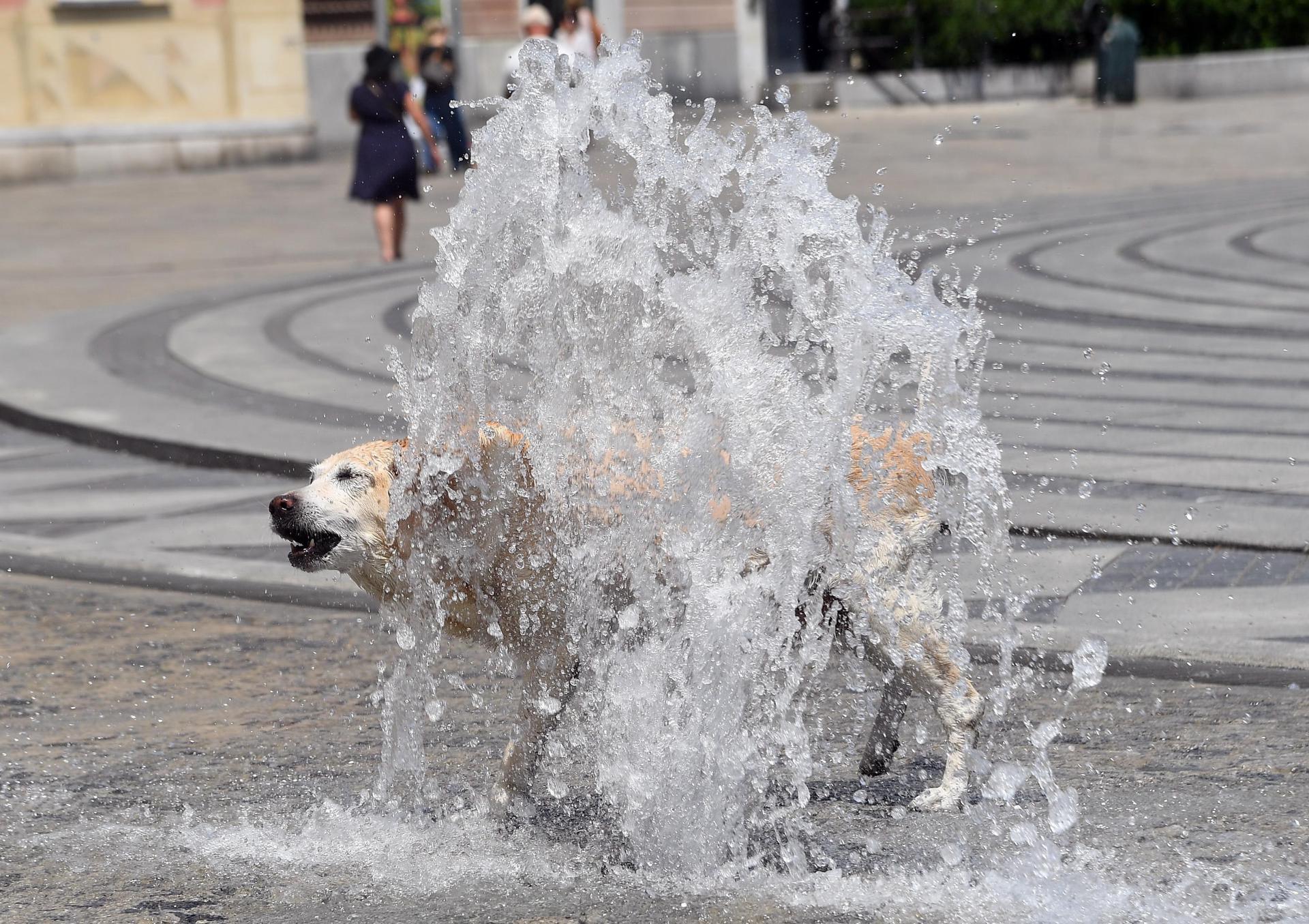 En la imagen de archivo, un perro se refresca en los chorros de agua de una fuente de la plaza De Ferrari en Génova, Italia. EFE/LUCA ZENNARO