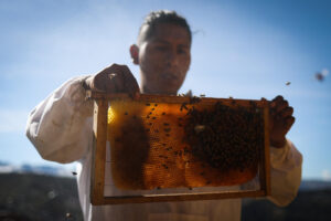 Fotografía del 9 de mayo de 2025 de una persona sosteniendo un enjambre de abejas en La Paz, (Bolivia). EFE/ Luis Gandarillas
