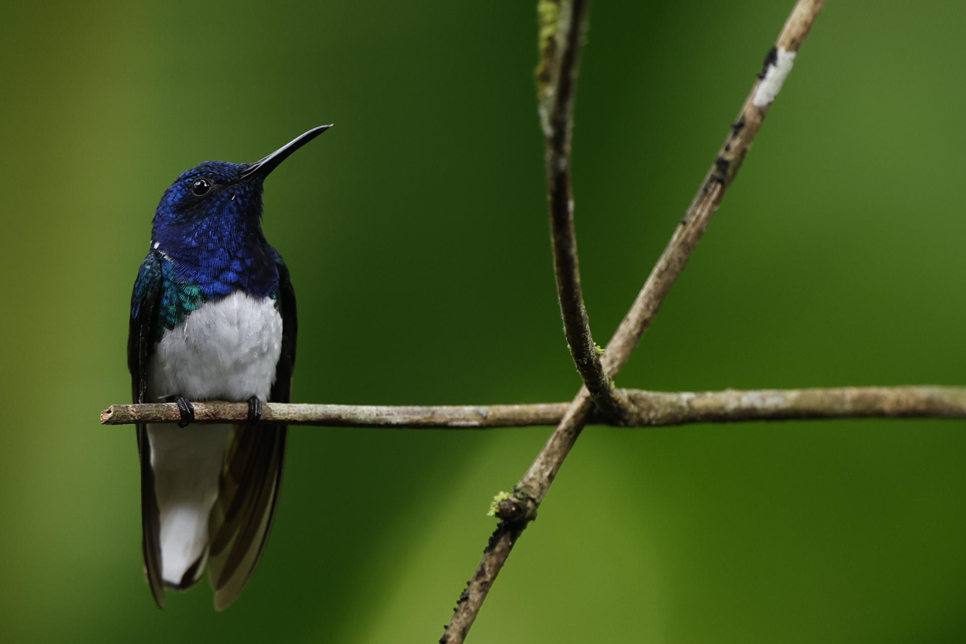 Fotografía de un colibrí, en una fotografía de archivo. EFE/ Bienvenido Velasco